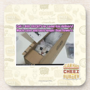 Call 1-800-LOLCATS Coaster