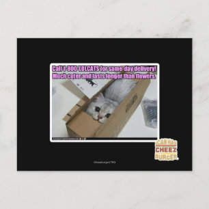 Call 1-800-LOLCATS Postcard