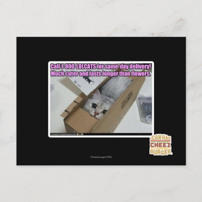 Call 1-800-LOLCATS Postcard (Front)