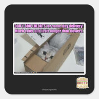 Call 1-800-LOLCATS