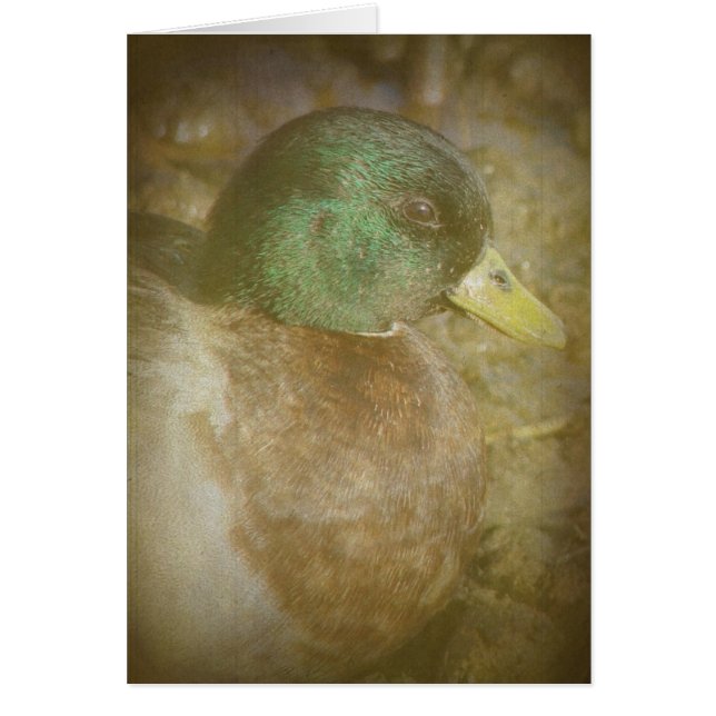 Call Duck Drake (Front)