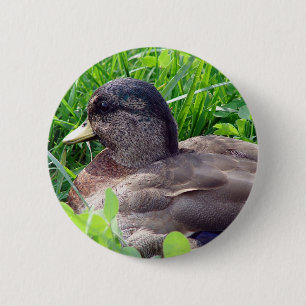 Call Duck Drake 2 Inch Round Button