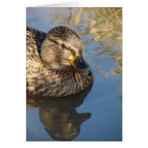 Call Duck Hen With Reflections