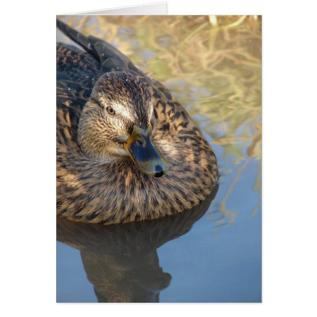 Call Duck In Water (Front)