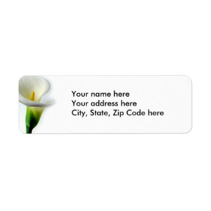 Calla blanche 1