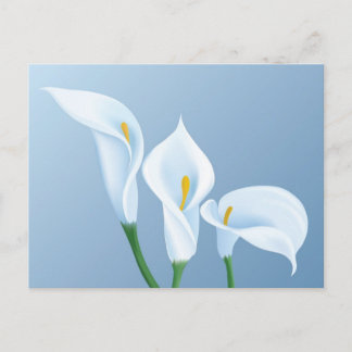 Calla flowers postcard
