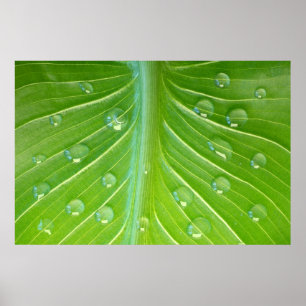 Calla leaf with dew drops close-up poster