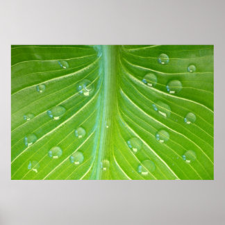 Calla leaf with dew drops close-up poster