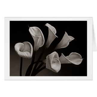 Calla Lilies