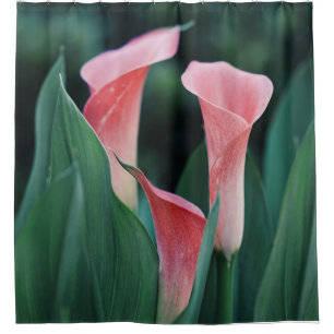 Calla Lilies Pink Flowers