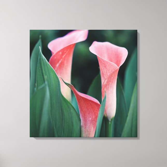 Calla Lilies Pink Flowers Canvas Print (Front)