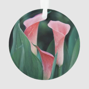 Calla Lilies Pink Flowers Ornament