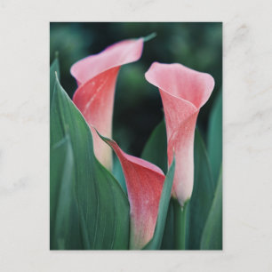 Calla Lilies Pink Flowers Postcard