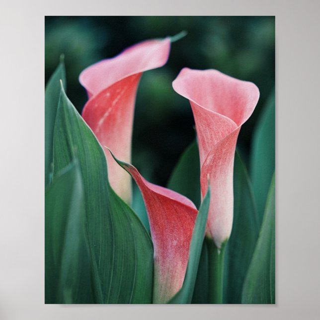 Calla Lilies Pink Flowers Poster (Front)