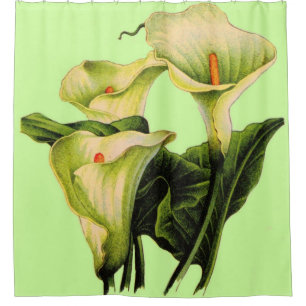Calla lilies print