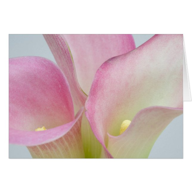 Calla Lilies Rose (Devant horizontal)