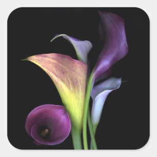 Calla Lilies Stickers