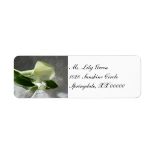 Calla Lilies sur dentelle blanche