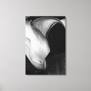 Calla Lilly Canvas Print