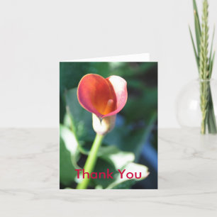 Calla Lilly, Merci