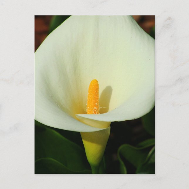 Calla Lilly Postcard (Front)