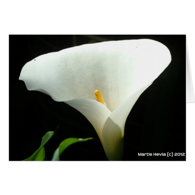 Calla Lily (Devant Horizontal)