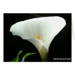 Calla Lily