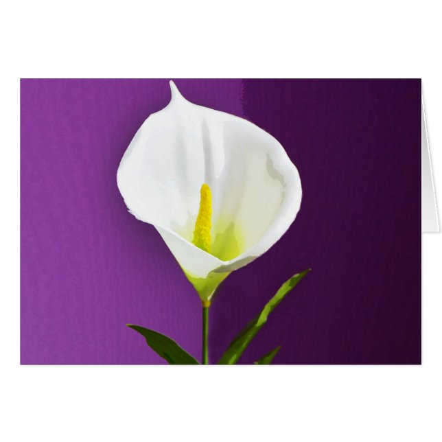 Calla Lily (Front Horizontal)