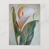 Calla Lily Beautiful Botanical Art
