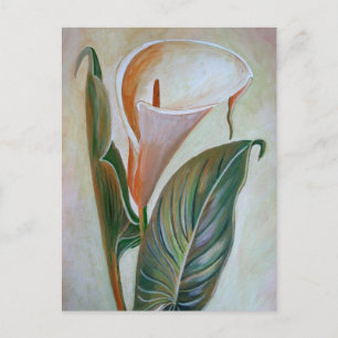 Calla Lily Beautiful Botanical Art Postcard