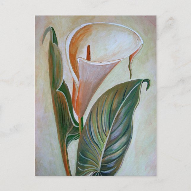 Calla Lily Beautiful Botanical Art Postcard (Front)