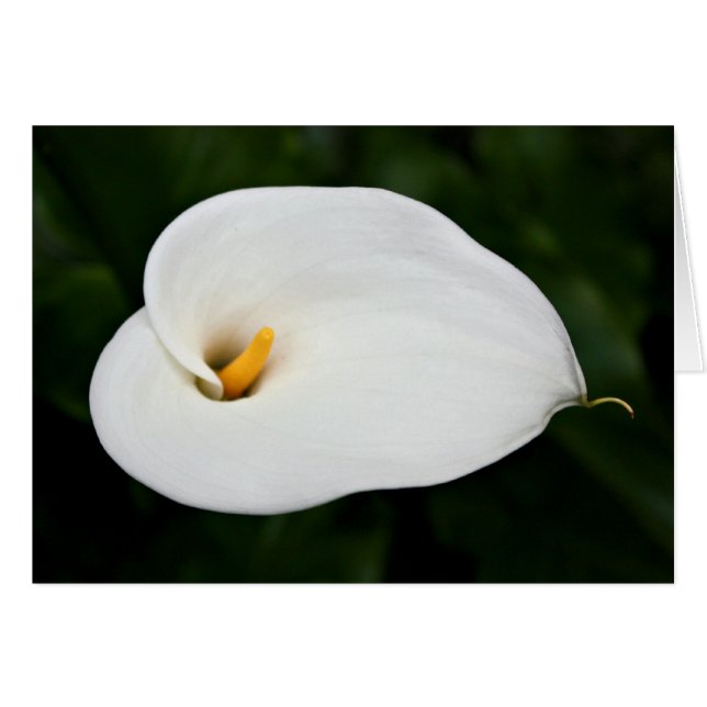 'Calla Lily' Blank Card (Front Horizontal)