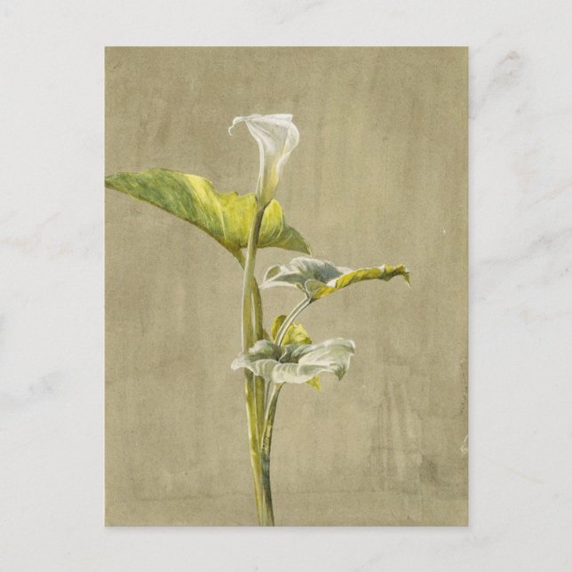 Calla Lily by Fidelia Bridges Postcard (Front)