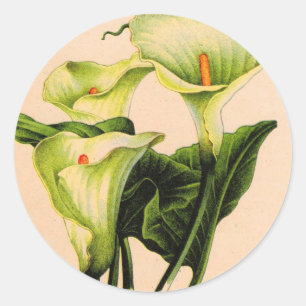 calla lily calla lilies classic round sticker