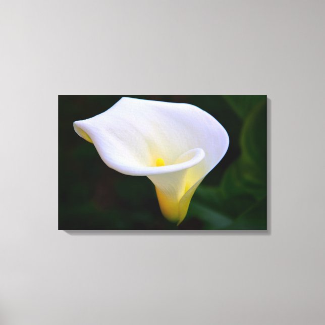 Calla Lily Canvas Print (Front)