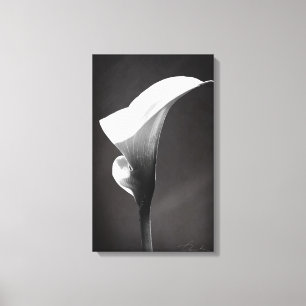 Calla lily canvas print