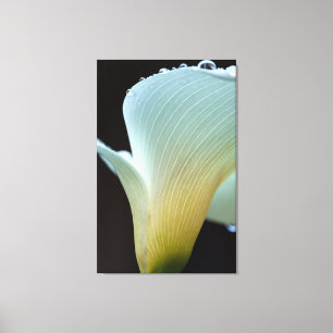Calla Lily Canvas Print