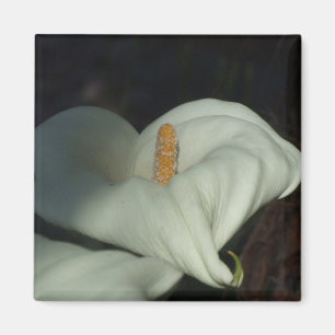 Calla Lily Dawn Magnet