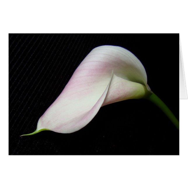 Calla Lily Flower Card (Front Horizontal)