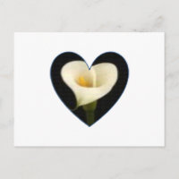 Calla Lily Heart Postcard