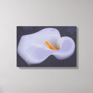 Calla Lily Illustration Canvas Wall Decor