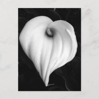 Calla Lily in Black and White Postcard
