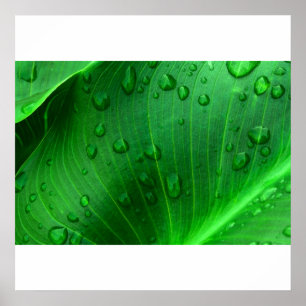 Calla Lily Leaf. Poster