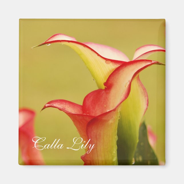 Calla Lily Magnet (Devant)