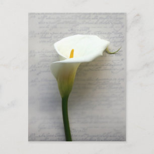 calla lily on old handwriting postcard
