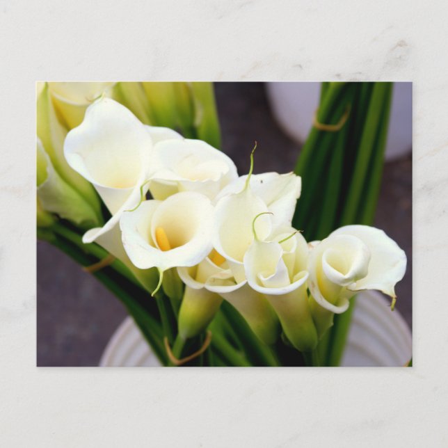 calla lily postcard (Front)