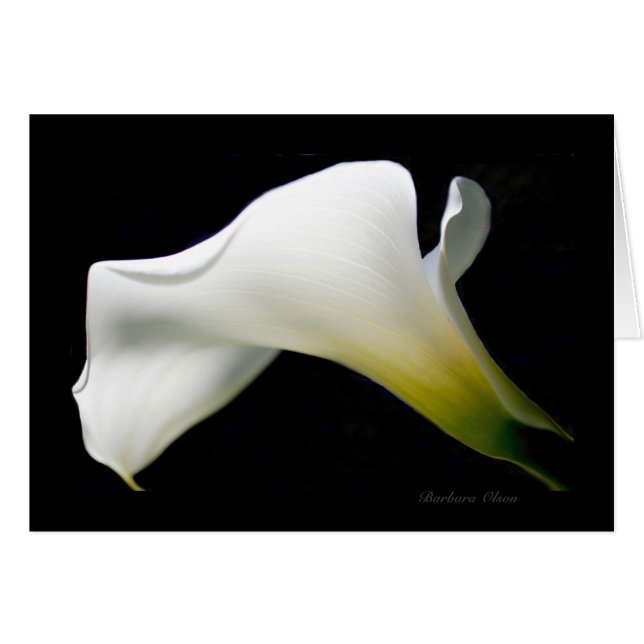 Calla Lily--with grace and style*: (Front Horizontal)