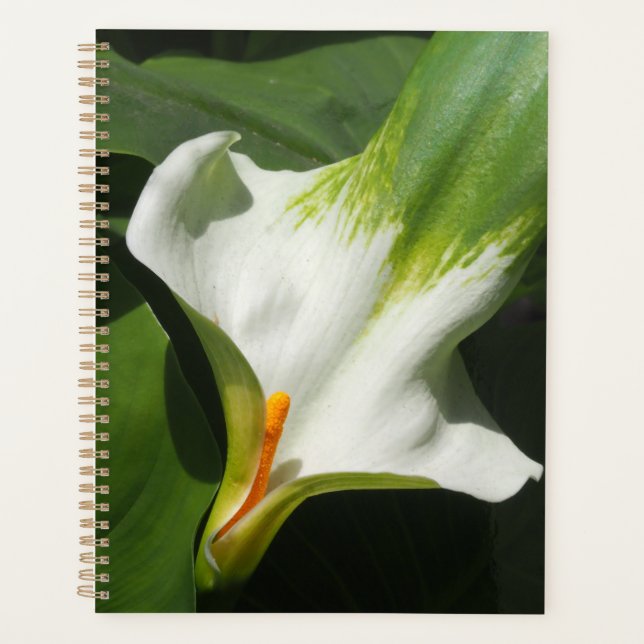 Calla Lily, Zantedeschia (Devant)