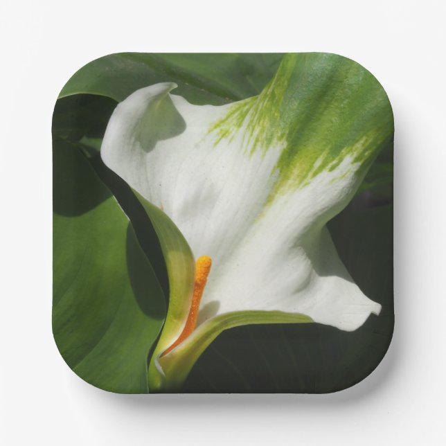 Calla Lily, Zantedeschia Paper Plate (Front)
