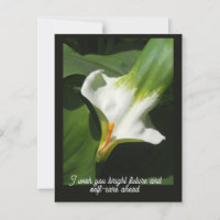 Calla Lily, Zantedeschia
